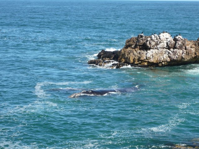 Baleines à Hermanus