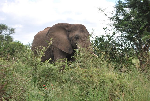 Safari au Kruger