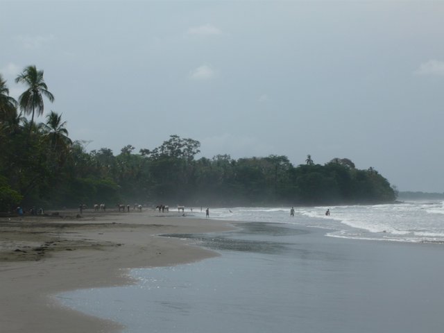 playa negra cahuita