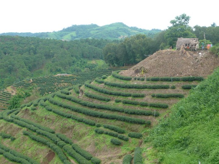 mae salong