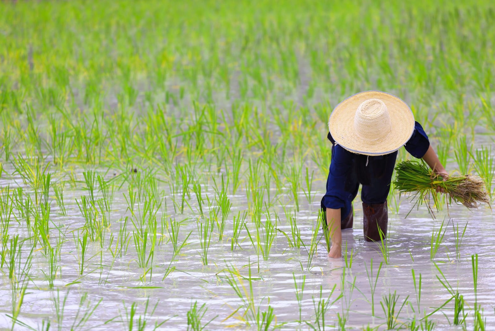 quand partir thailande