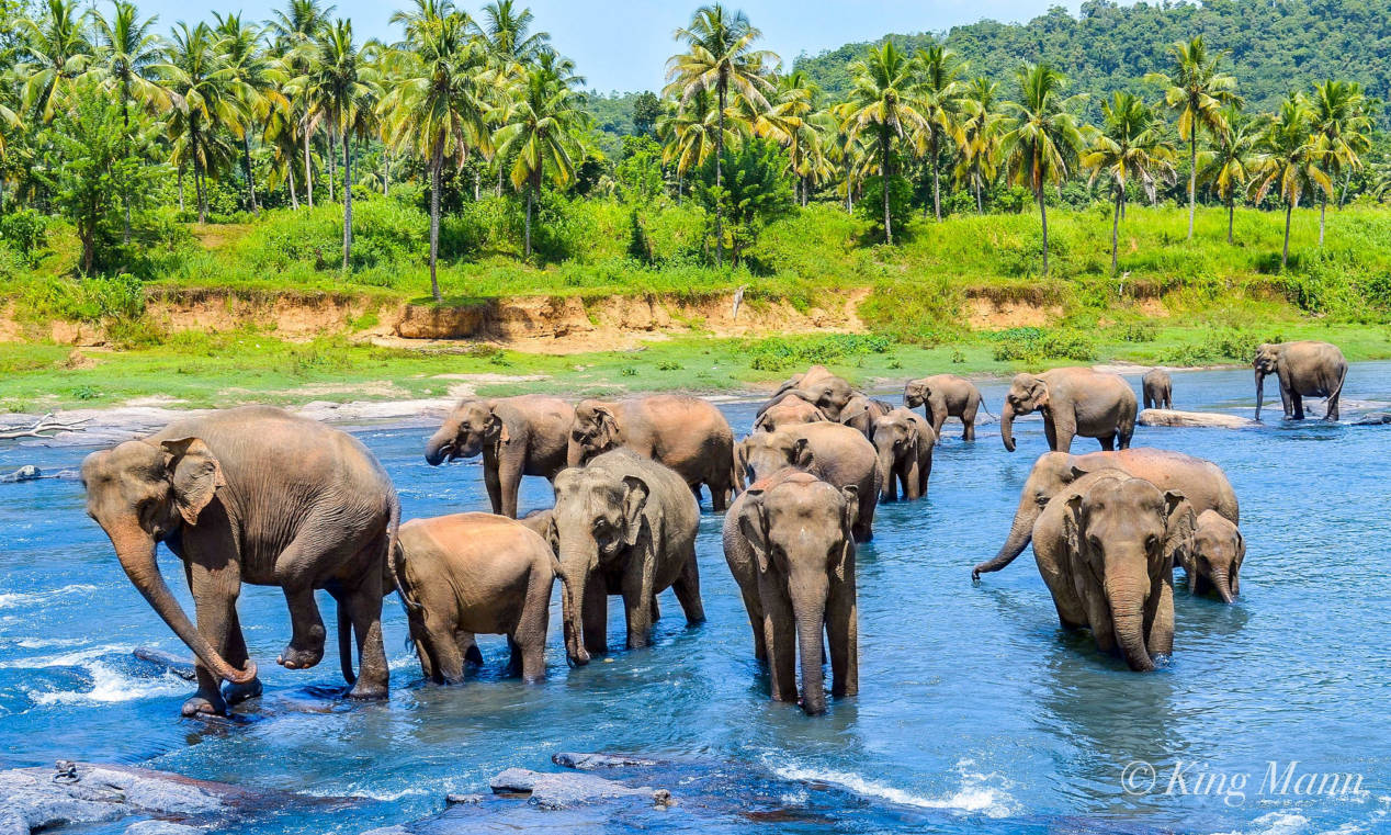 Préparer son voyage au Sri Lanka