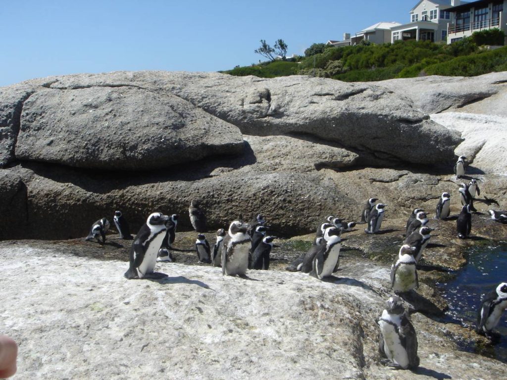 Cap_bonne_esperance_Boulders_Beach