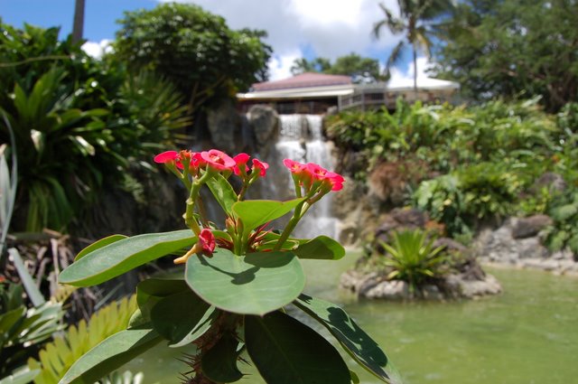 jardin botanique guadeloupe