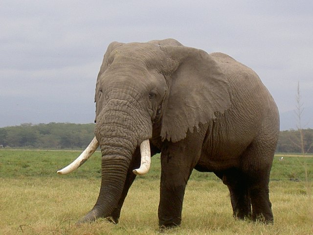 Amboseli Kilimandjaro