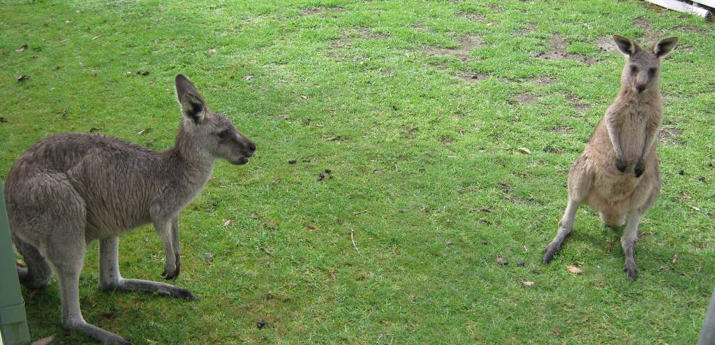 Kangourou-Australie