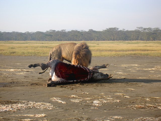 Lac Nakuru Kenya