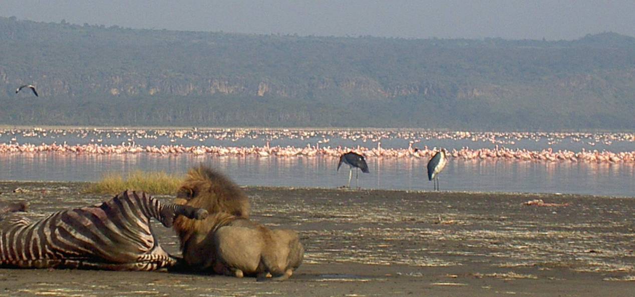 Visites au Kenya