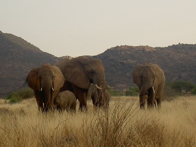 Samburu Kenya