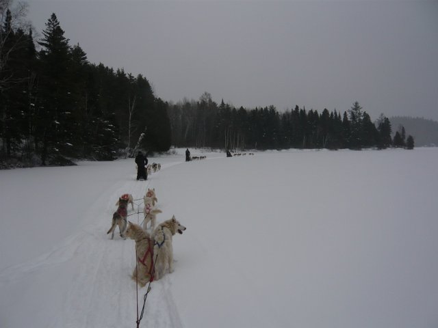 Chiens de traineau