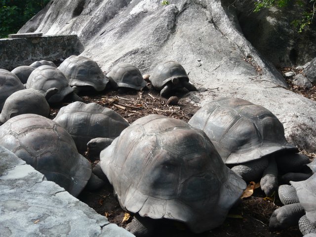 tortues géantes seychelles