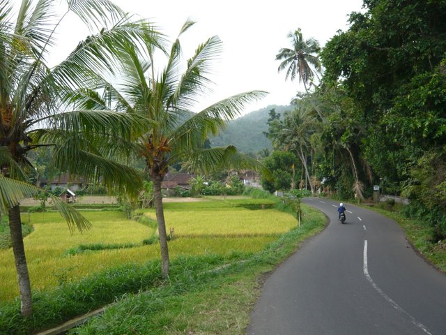 Moto Bali