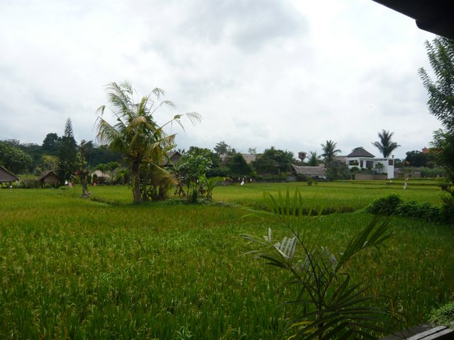rizières Ubud