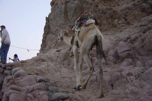 Balade en dromadaire Dahab