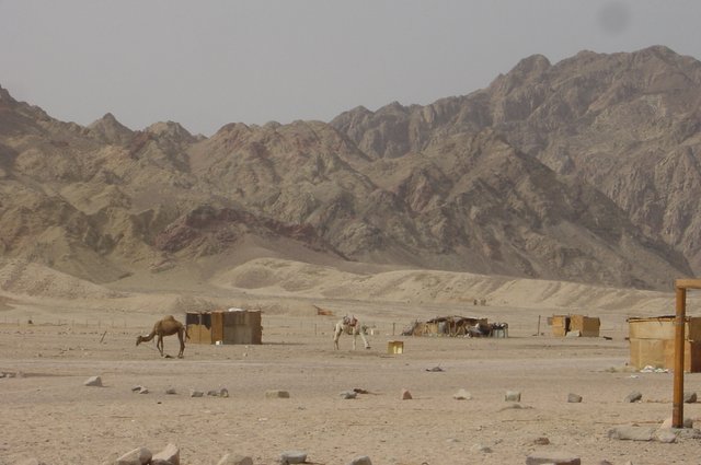 Bédouins Dahab