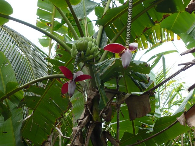 parc national cahuita