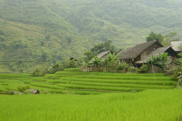 rizieres sapa