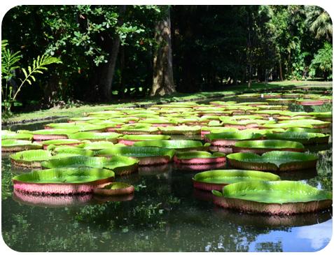 jardin de pamplemousses