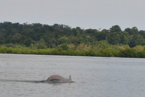 dolphin bay