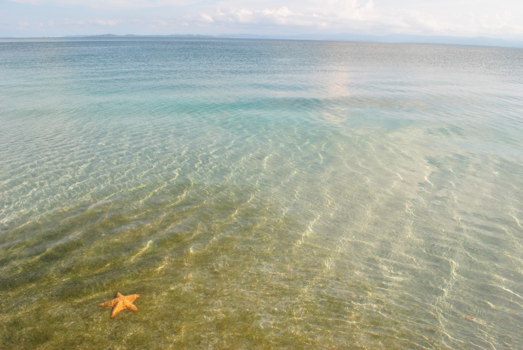 starfish beach