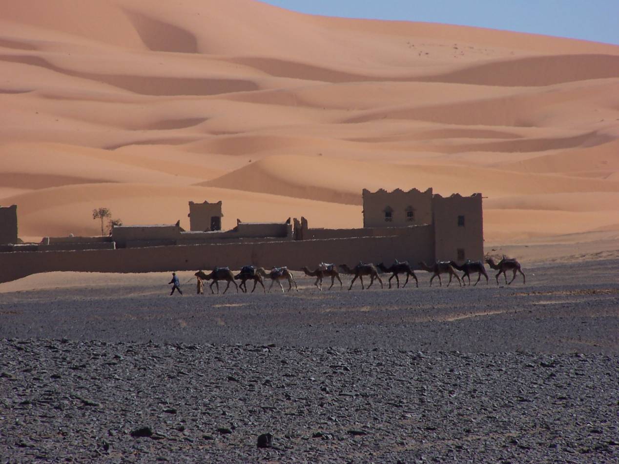 chameau-maroc