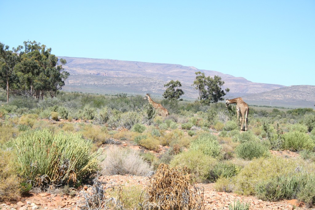 safari cape town inverdoorn