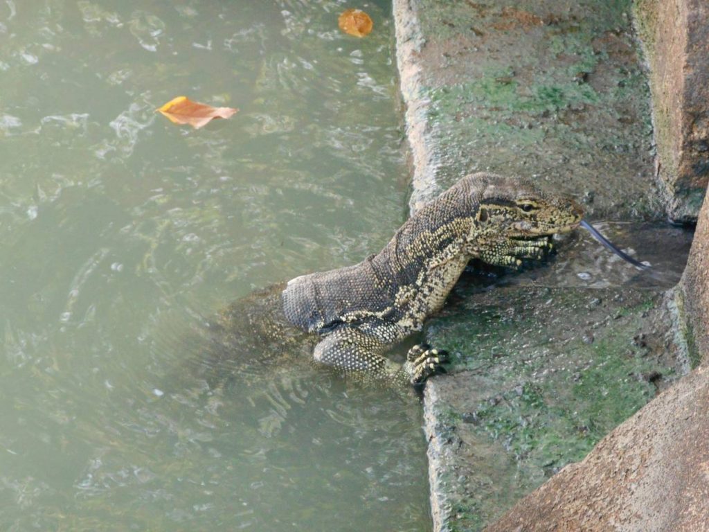 malacca varan