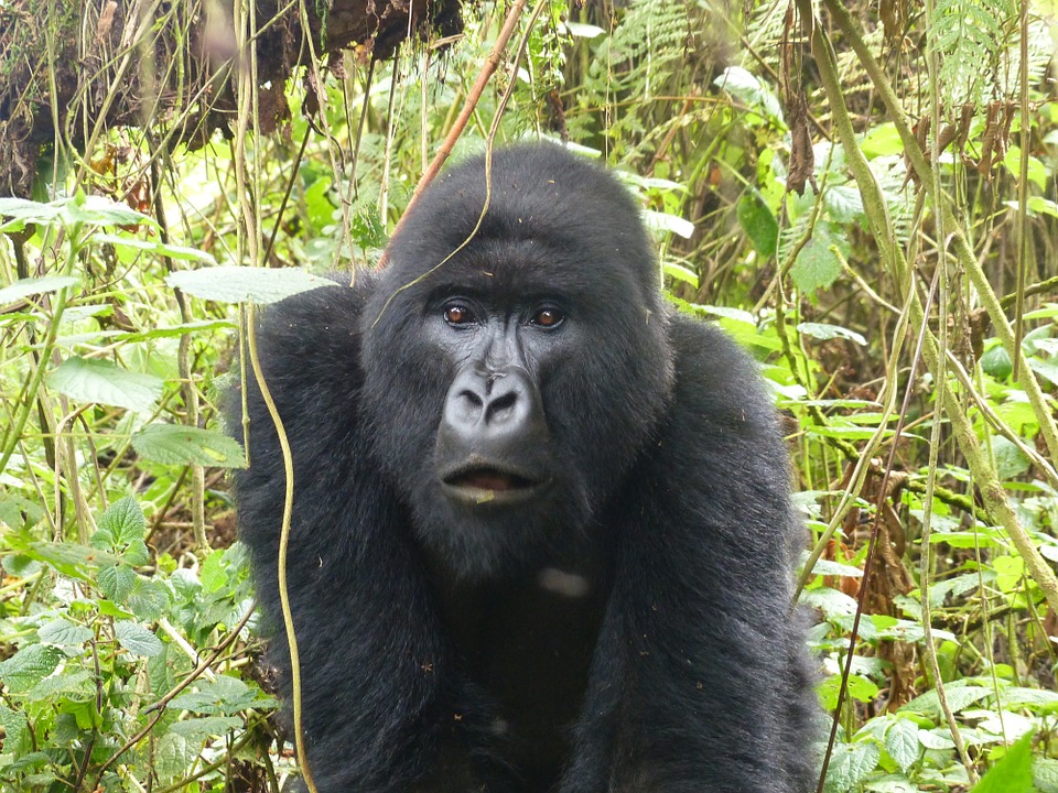 gorille montagne rwanda