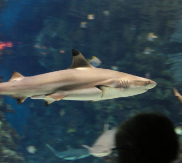 visiter-aquarium-barcelone