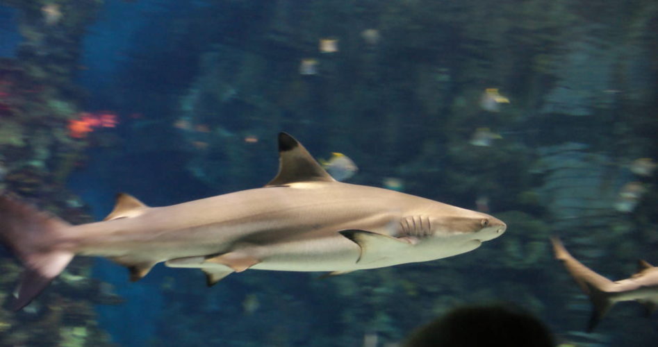 visiter-aquarium-barcelone