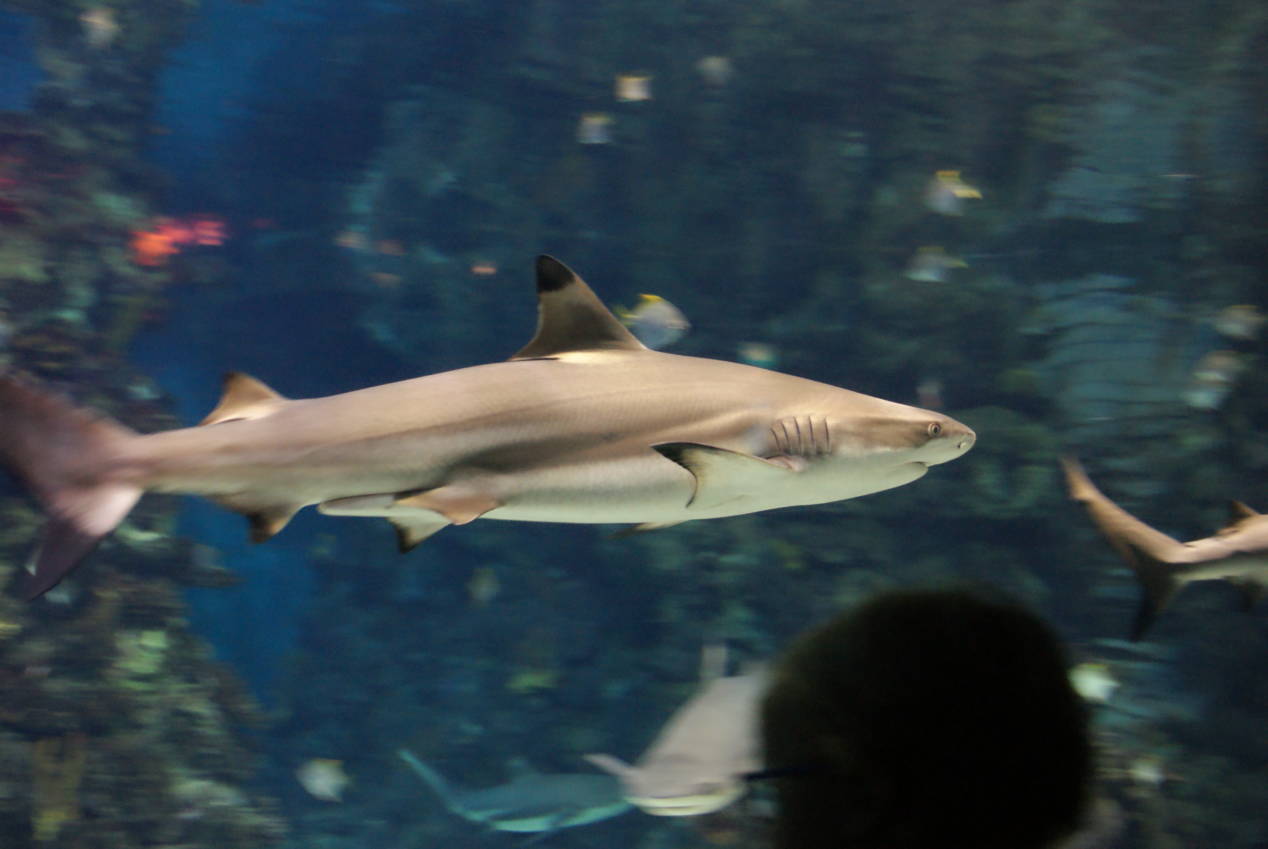 Visiter l'Aquarium de Barcelone