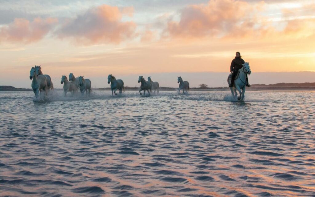 balade chevaux camargue