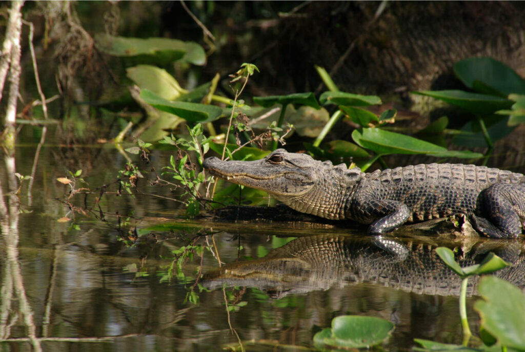 que faire à Miami visiter everglades