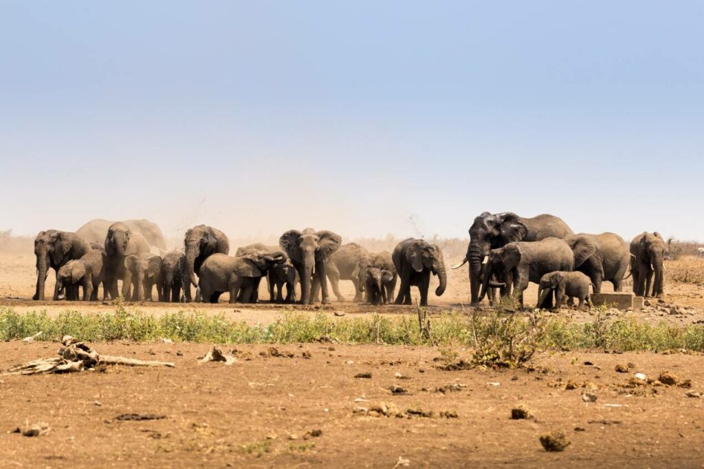 parc kruger safaris afrique