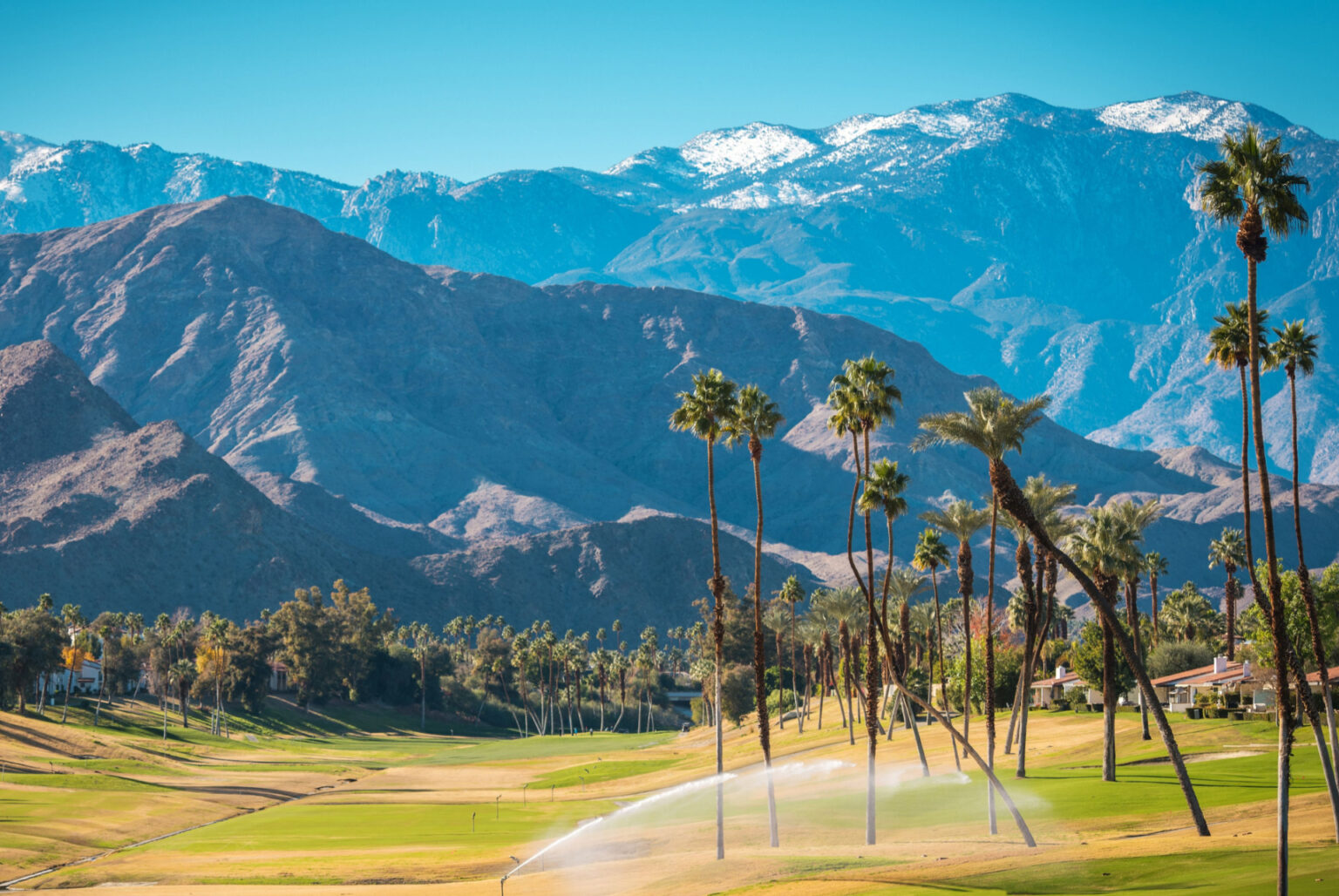 Carte Postale USA - Champ De Lys En Hiver, Californie - Imprimée, Oblitérée