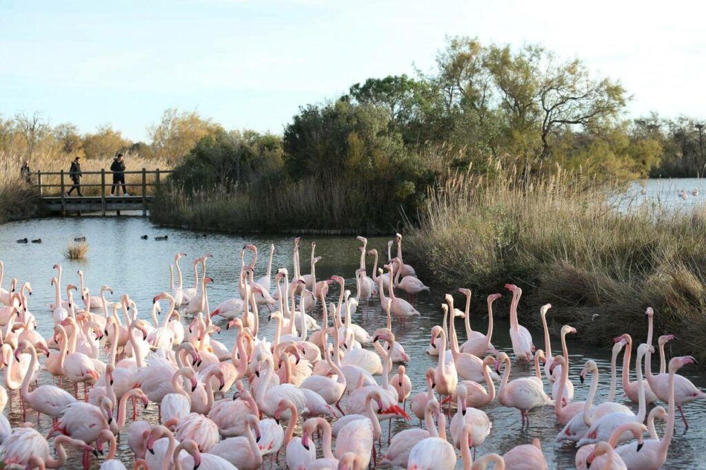 pont de gau camargue