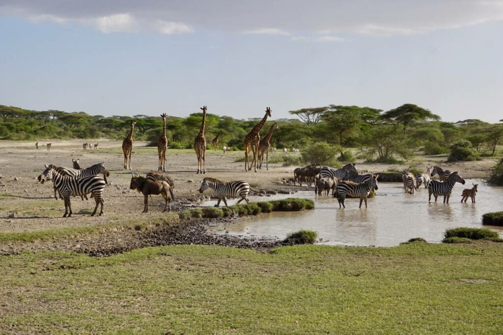 serengeti tanzanie safari afrique