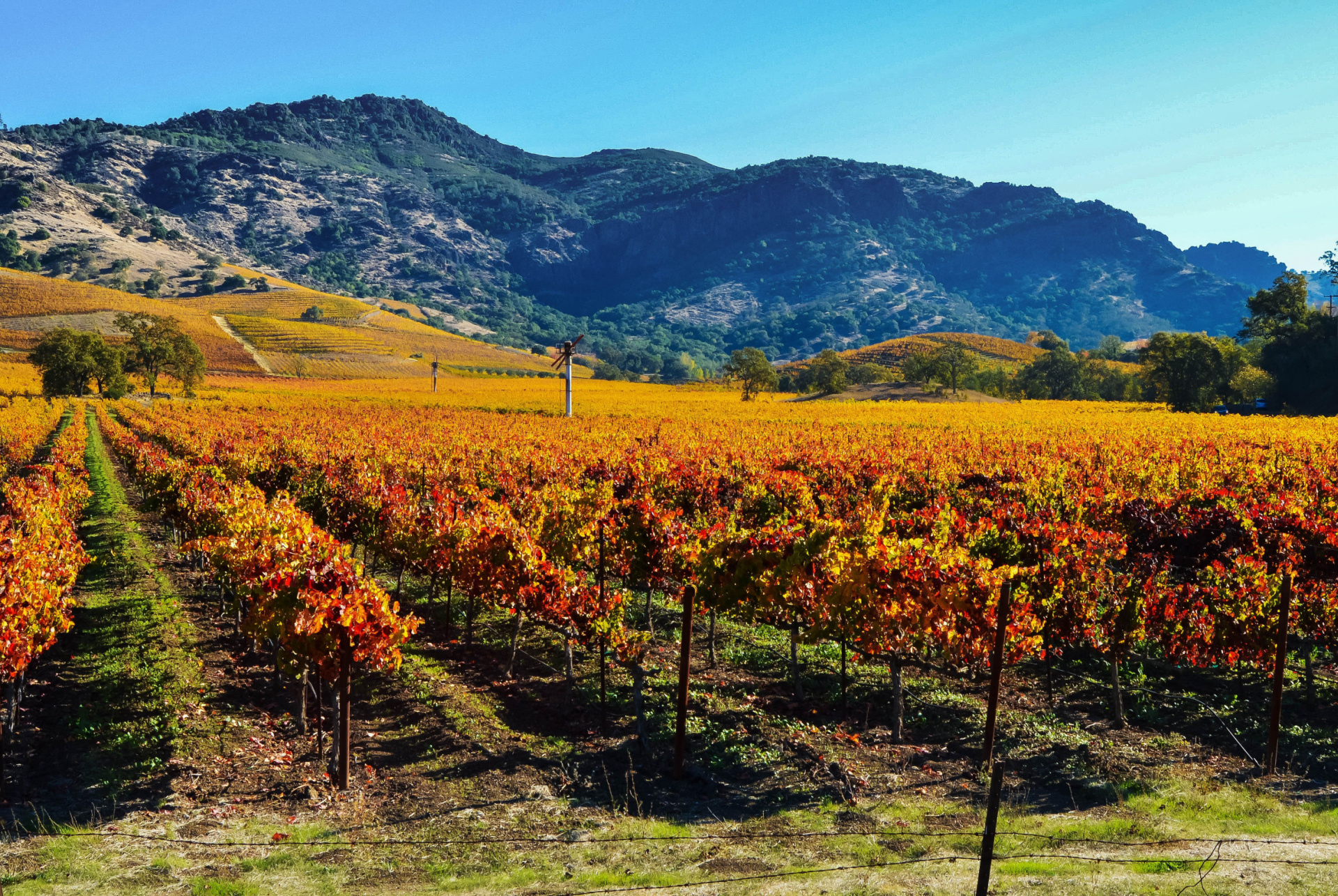 vignobles napa valley